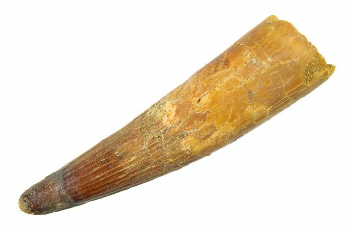 Fossil Spinosaurus Tooth - Composite Tip #340450